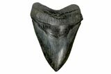Fossil Megalodon Tooth - South Carolina #170580-2